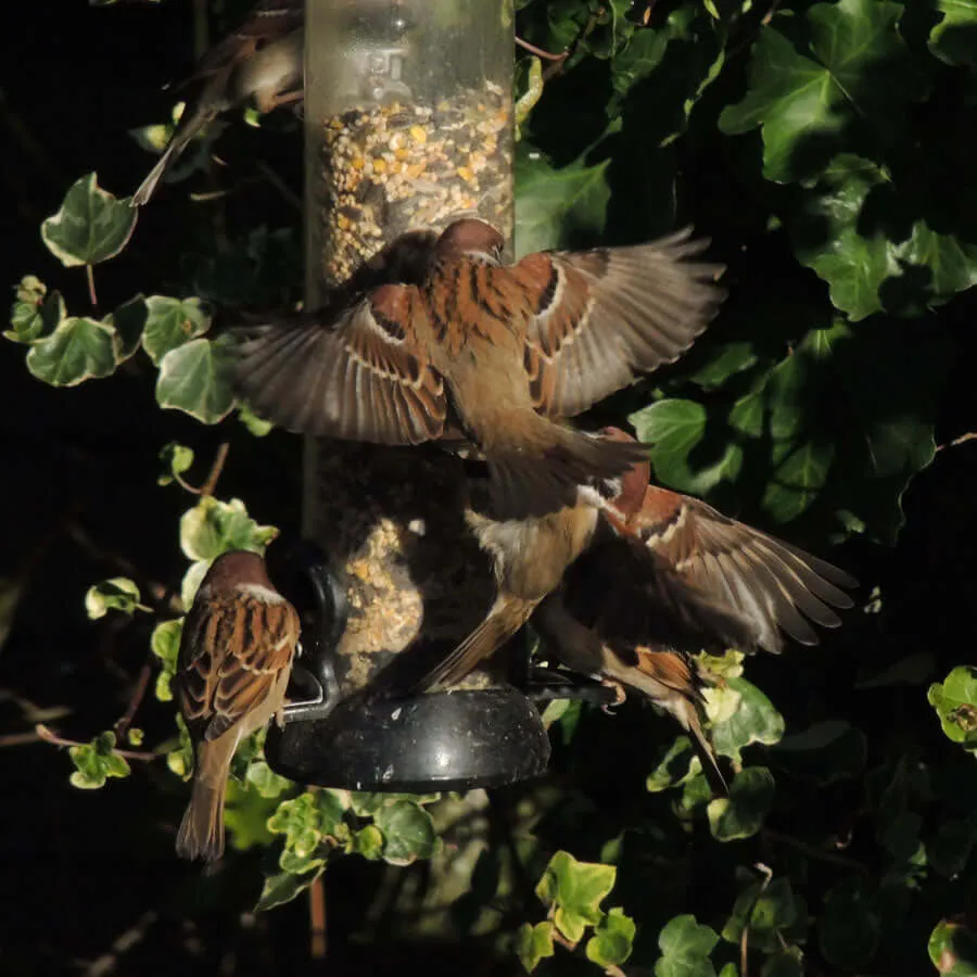High-Energy Extra with Mealworms
